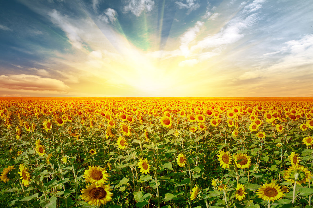 framedcanvas-print-a-field-full-of-sunflowers