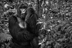 framedcanvas-print-kwitonda-silverback