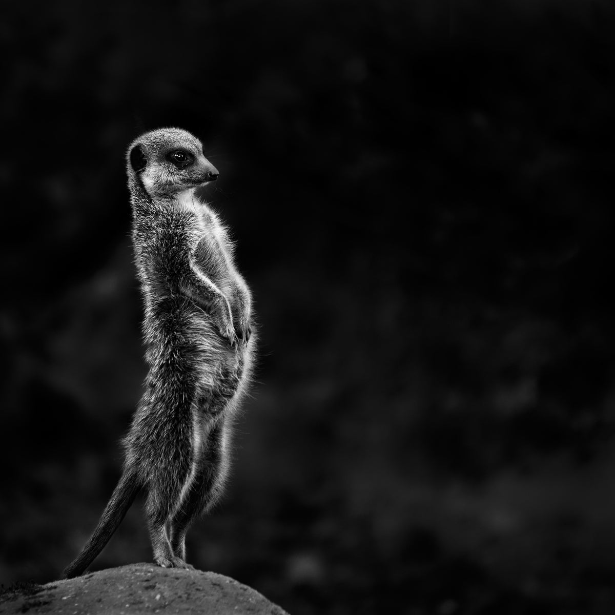 canvas-print-the-meerkat