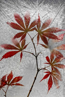 canvas-print-red-maple-x