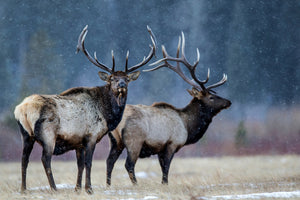 poster-print-first-snow-xvd