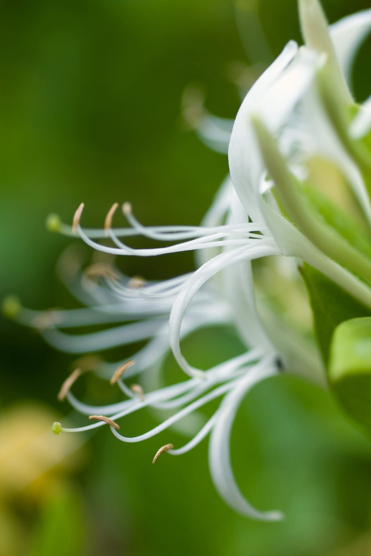 canvas-print-macro-florescence