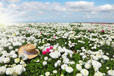 poster-print-spring-flower-meadow