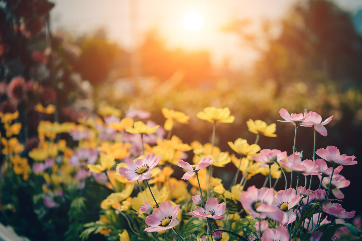 acrylic-print-the-flowers