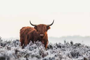 acrylic-print-highlander-x
