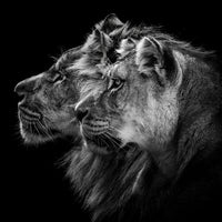 4-piece-acrylic-print-lion-and-lioness-portrait