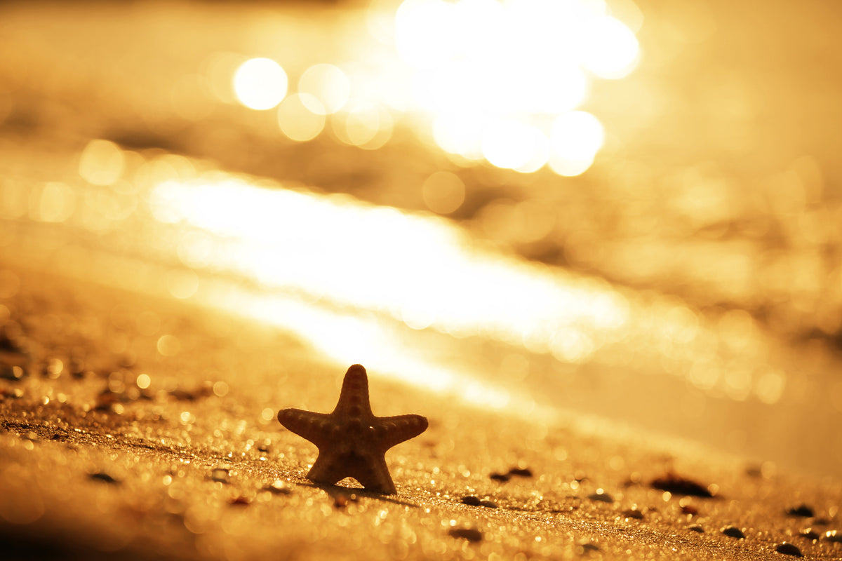 acrylic-print-the-starfish