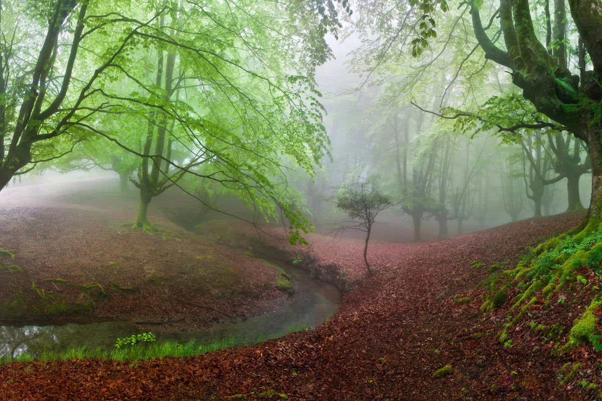 framedcanvas-print-the-forest-maravillador-iii