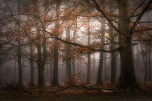 acrylic-print-foggy-memory-of-the-past-x