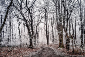 3-piece-acrylic-print-wintry-forest