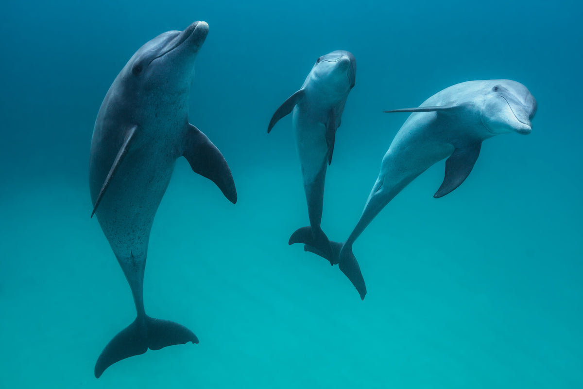 acrylic-print-bottlenose-dolphins-ii