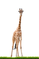 framedcanvas-print-the-long-giraffe