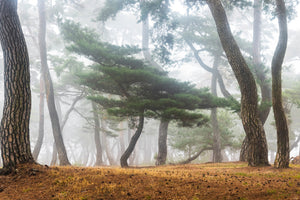 framedposter-print-in-the-misty-pine-forest-x