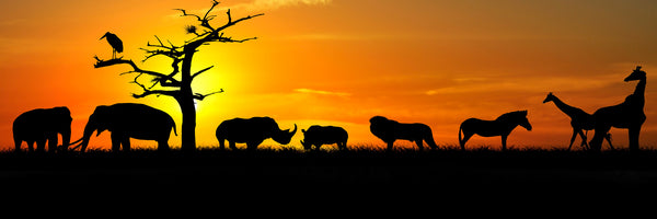 panoramic-aluminium-print-safari-animals-at-sunset-panorama