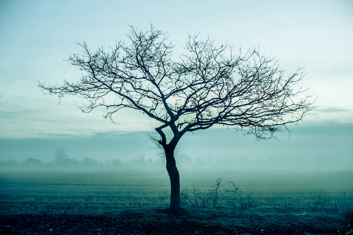 3-piece-acrylic-print-the-magic-tree