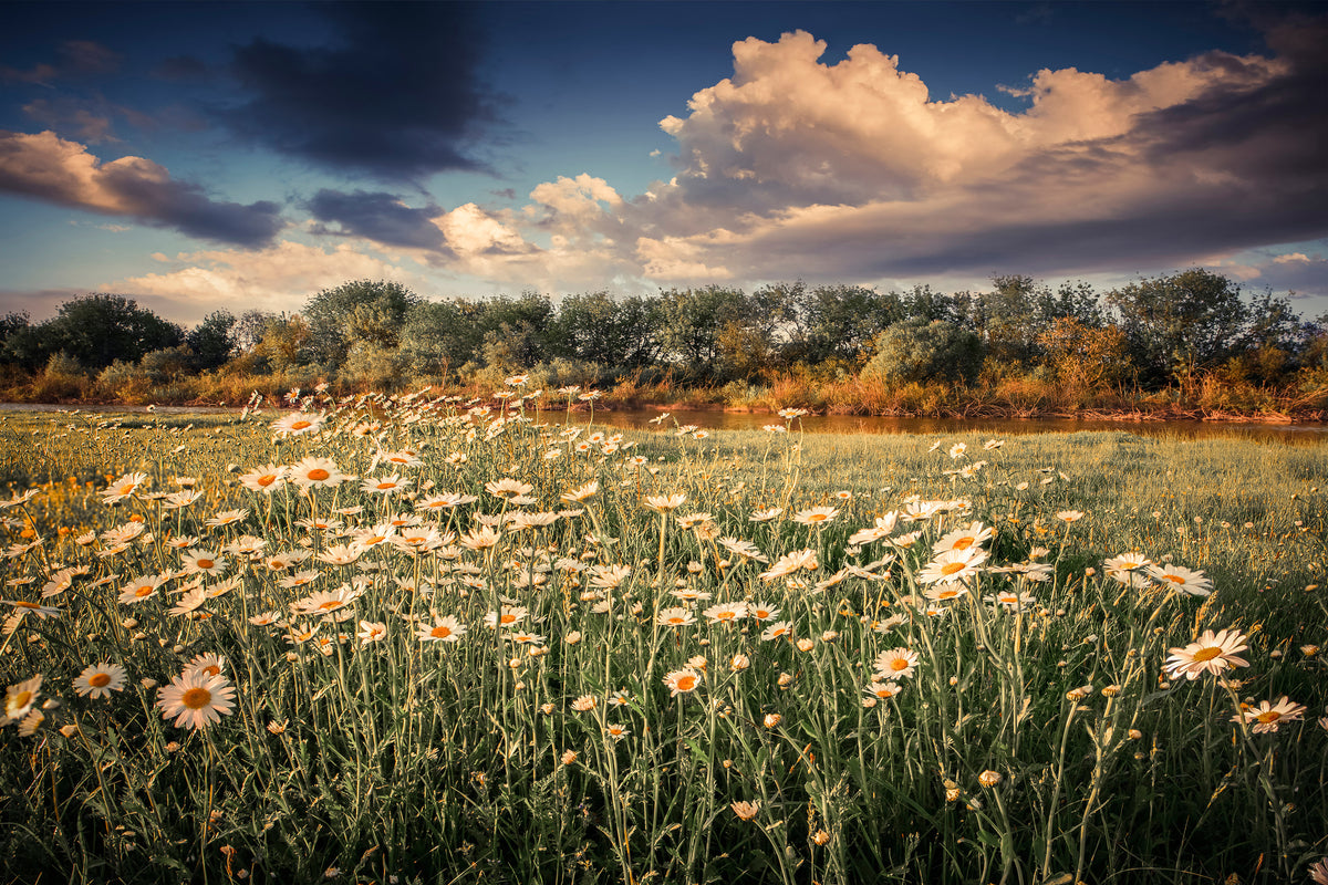 3-piece-canvas-print-the-ox-on-the-river