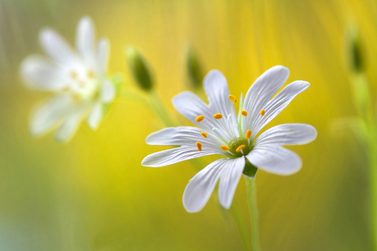 canvas-print-stitchwort-ii