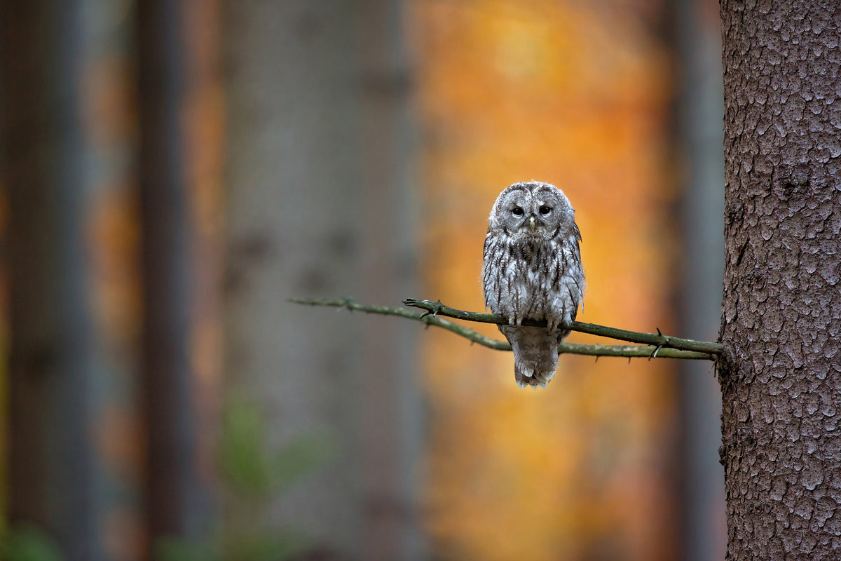 acrylic-print-tawny-owl-x