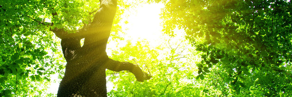 panoramic-3-piece-canvas-print-tree-panorama