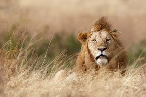 framedcanvas-print-handsome-x