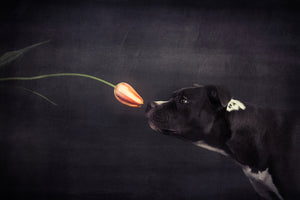 canvas-print-first-approach-hildegard-and-the-tulip