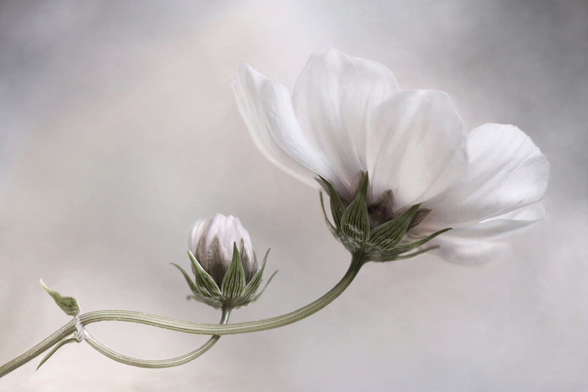3-piece-acrylic-print-simply-cosmos