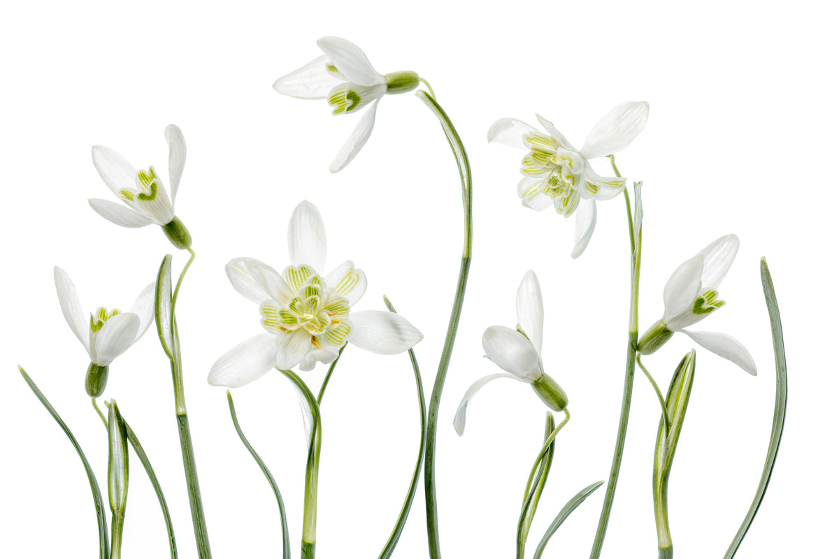 3-piece-acrylic-print-spring-snowdrops