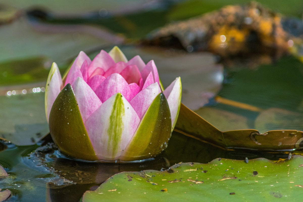 acrylic-print-xl-water-lily-in-pink