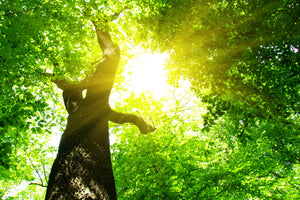 3-piece-aluminium-print-tree