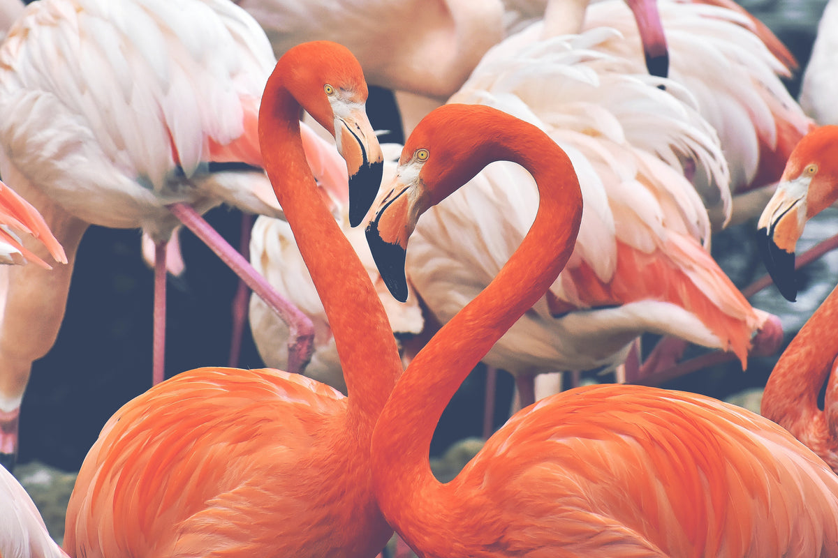 3-piece-acrylic-print-colorful-flamingos