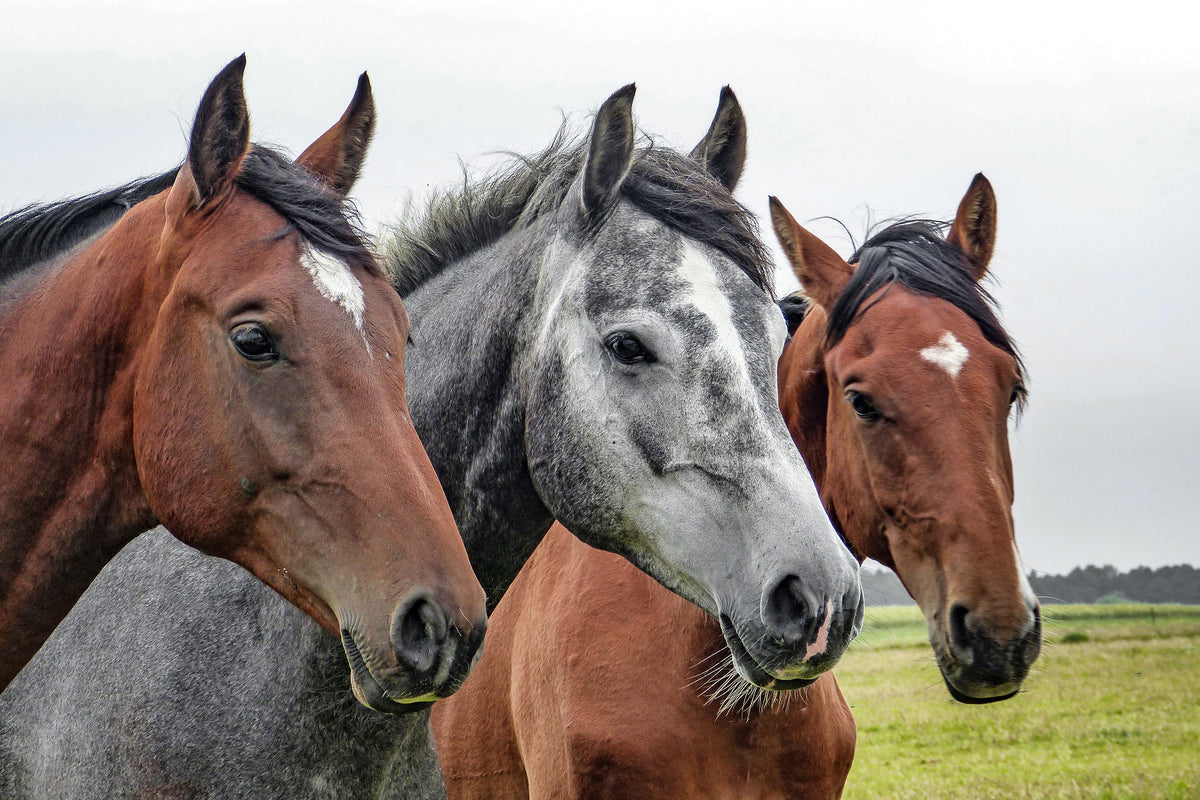 canvas-print-the-horse-trio