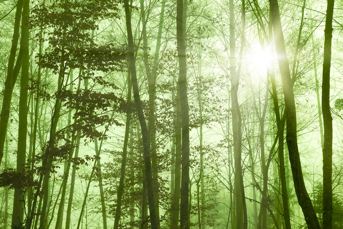 3-piece-acrylic-print-nibelungen-forest
