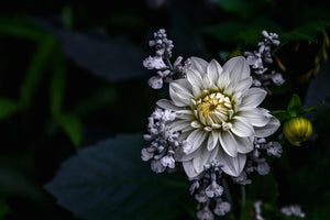 3-piece-aluminium-print-dahlia-flower