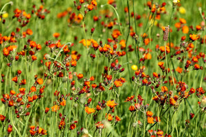 modern-3-piece-canvas-print-hawkweeds