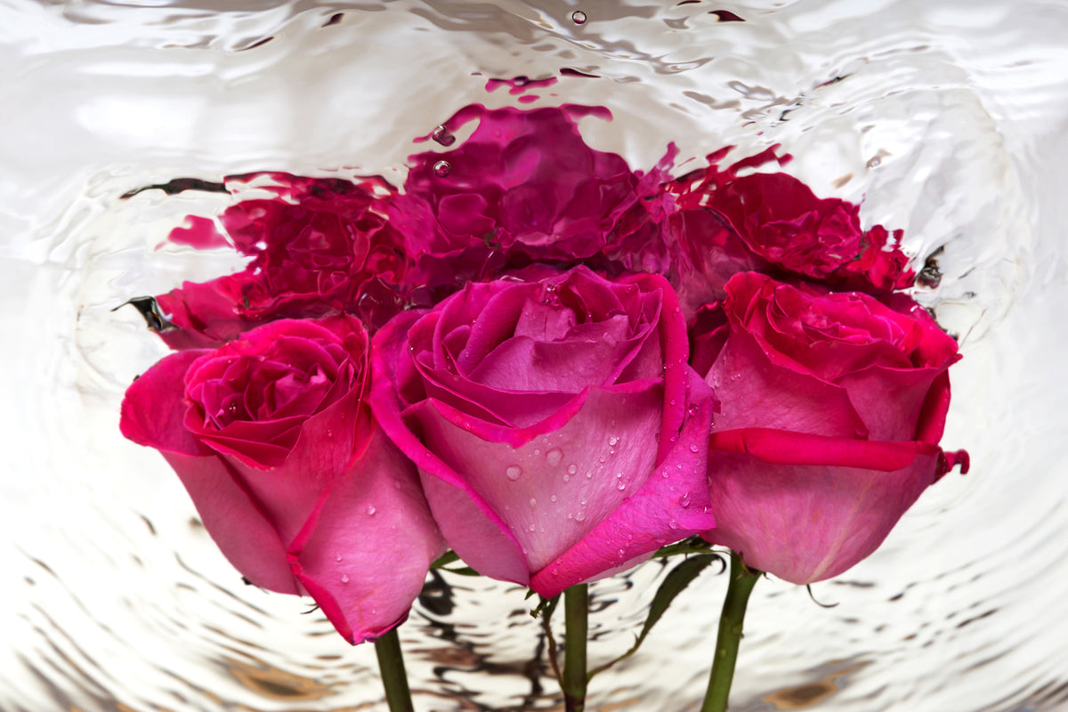 framedcanvas-print-the-rose-reflection