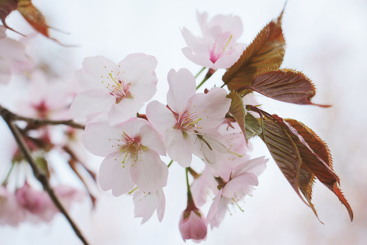 aluminium-print-lovely-japanese-cherry