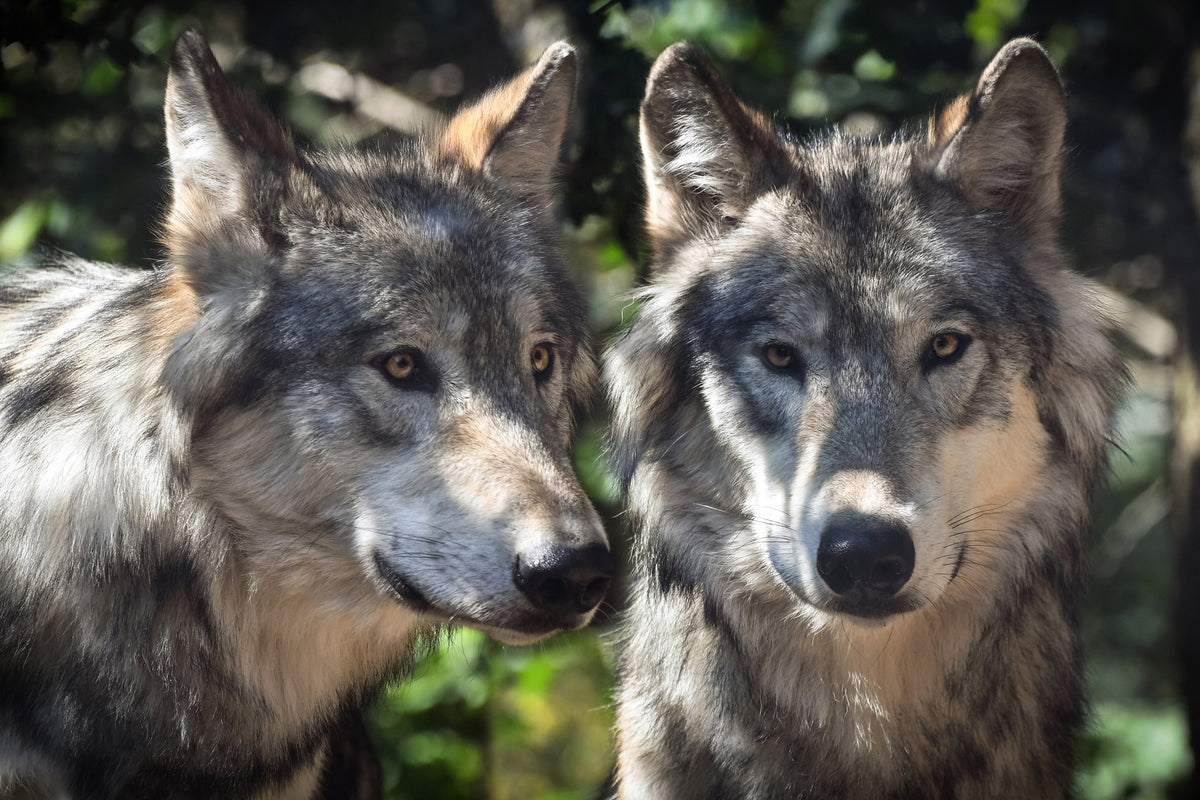 3-piece-acrylic-print-2-wolves
