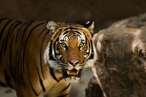 canvas-print-sibirian-tiger