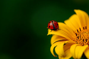 framedcanvas-print-ladybug-on-the-sunflower