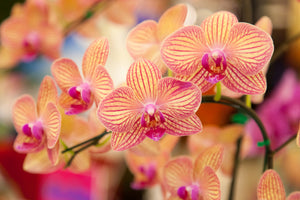 3-piece-canvas-print-exotic-orchids
