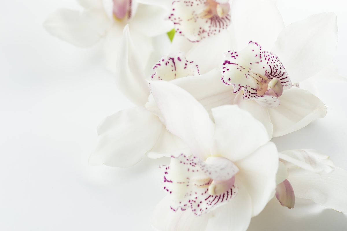 framedposter-print-fantastic-orchids