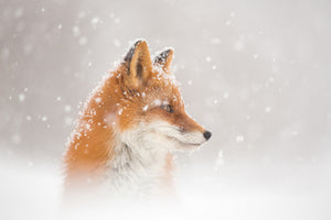 poster-print-snow-is-fallingab-x