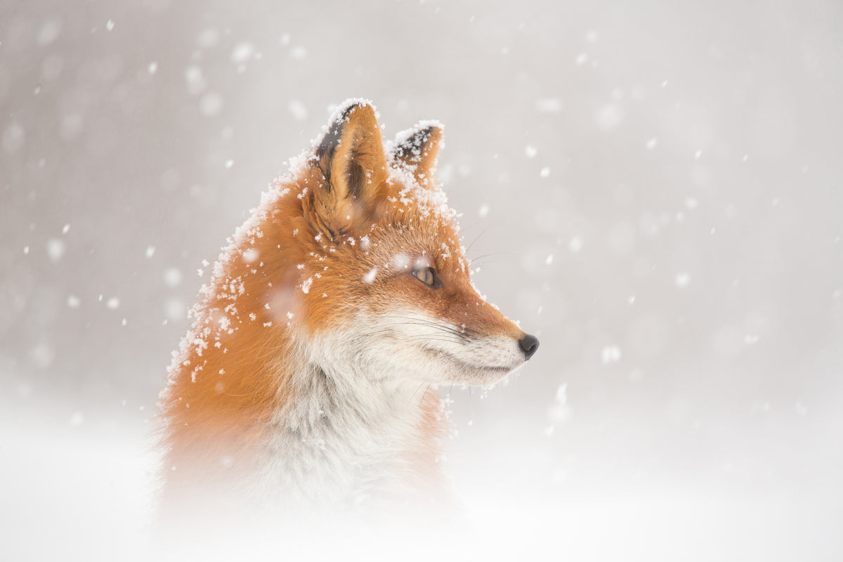 poster-print-snow-is-fallingab-x