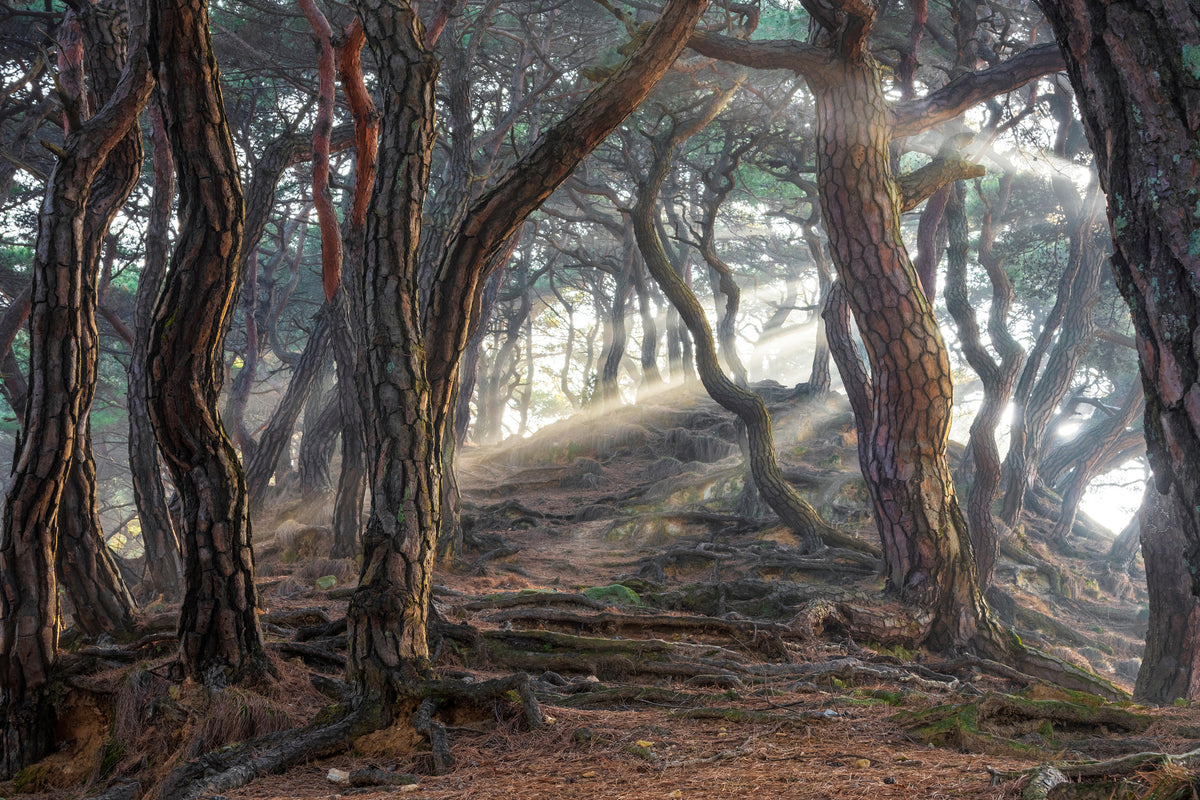 poster-print-sacred-pine-forest-x