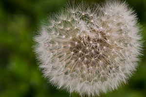 modern-3-piece-canvas-print-the-dandelion-in-nature
