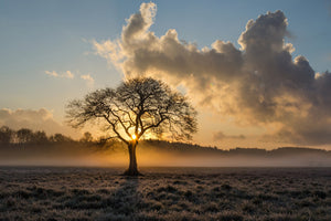 modern-3-piece-aluminium-print-a-lonely-tree