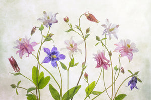 acrylic-print-columbine