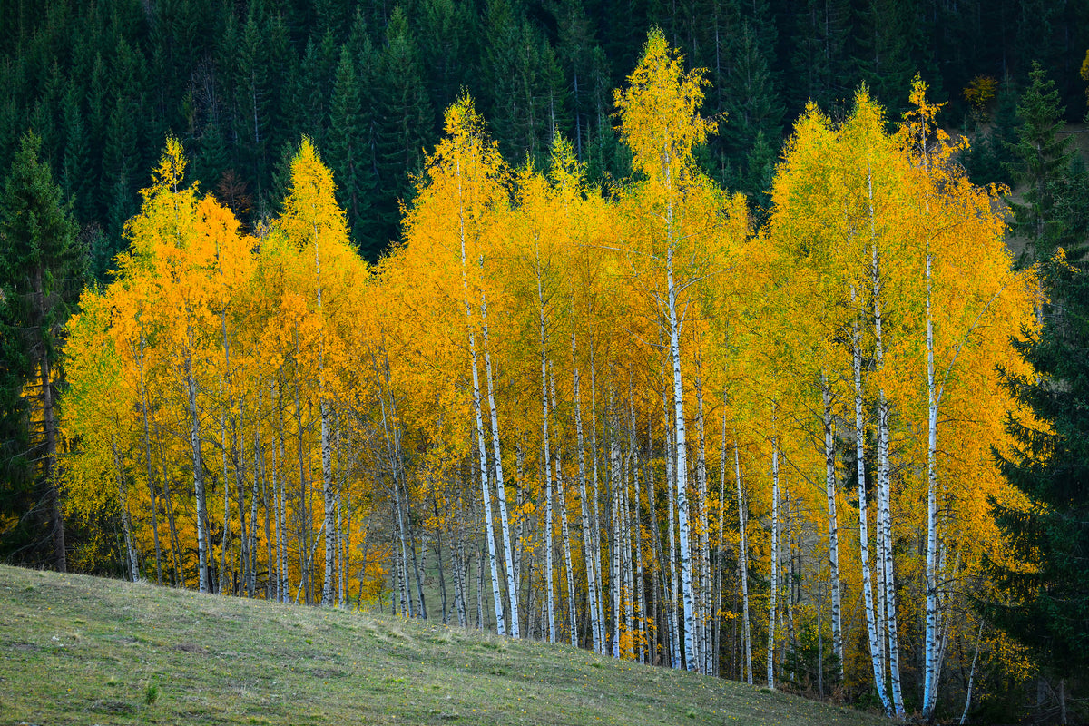 framedposter-print-autumn-xfp