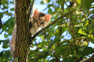 framedcanvas-print-cute-cat-child