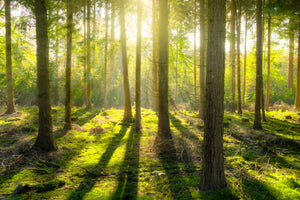 3-piece-aluminium-print-in-the-middle-of-the-woods